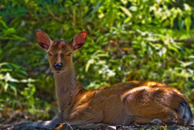 Reh_ (Capreolus capreolus)_5191-3.jpg