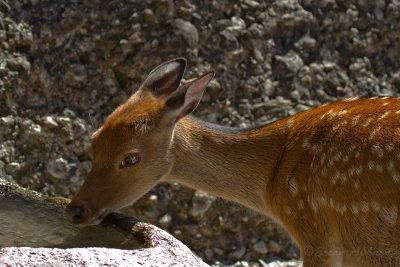 Reh_ (Capreolus capreolus)_5246.jpg