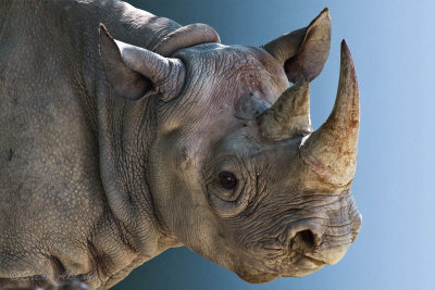 Rhinoceros_6298.jpg