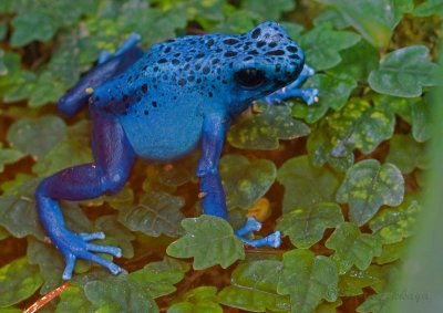 Blue poison frog_6585.jpg