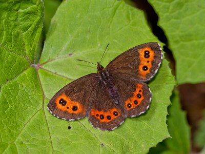 Butterfly_The Arran Brown-Weibindiger Mohrenfalter-(Erebia ligea)_3436.jpg