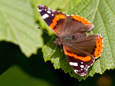 Butterfly_Der Admiral  (Vanessa atalanta)_5631.jpg
