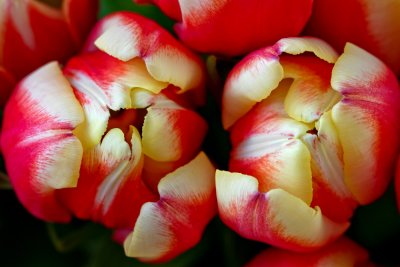 Tulips_9239.jpg