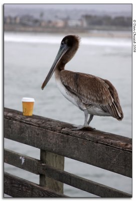 A Pelican For Jennifer