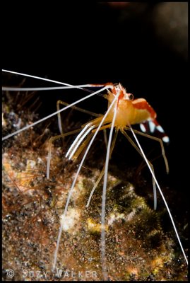 White banded cleaner shrimp
