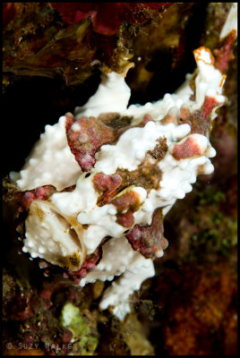 Warty Frogfish