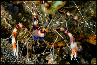Boxer shrimp