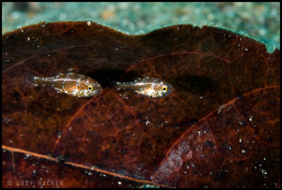two fish shelter under a leaf