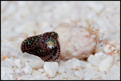 Teeny tiny bobtail squid