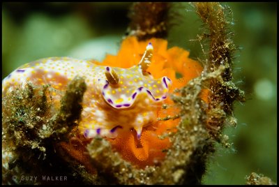 Nudibranch laying eggs