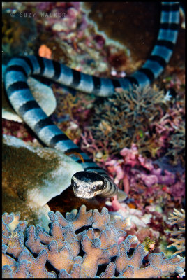 banded sea  snake