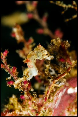 little weedy pygmy seahorse
