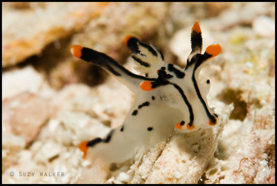 Nudibranch that looks like a cow :)