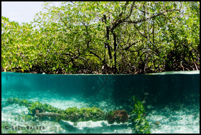 Mangrove Under-Over