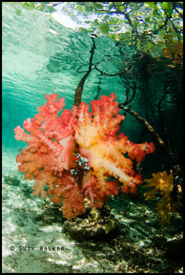 Colourful Softcoral
