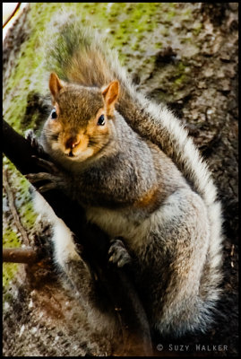 Chubby Angel Canal Squirrel