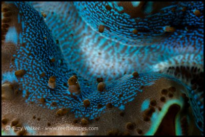 Clam Mantle