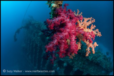 Carnatic soft coral