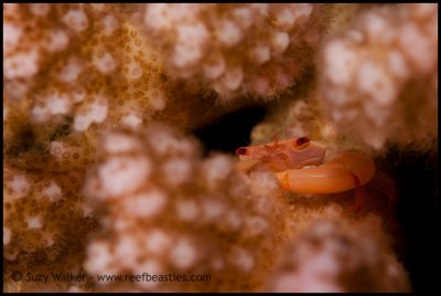 crab hiding