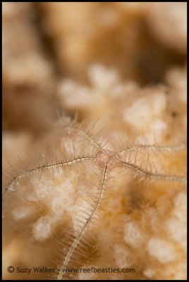 crinoid