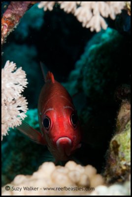 Squirrelfish