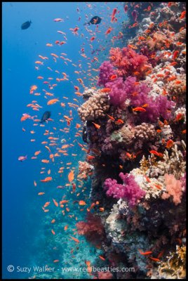 Reef scene with soft coral