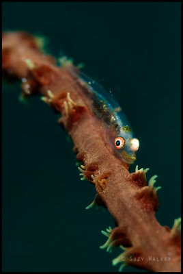 Whip Goby