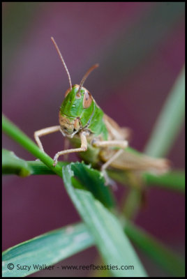 Green Cricket (front)