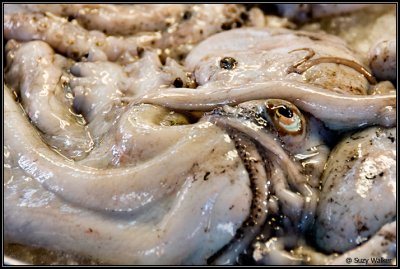 Squid, Rialto Market