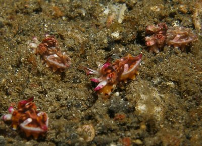 Flambuoyant Cuttlefish Just Born