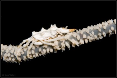 Xeno crab (Xenocarcinus tuberculatus) on a whip coral at 26m