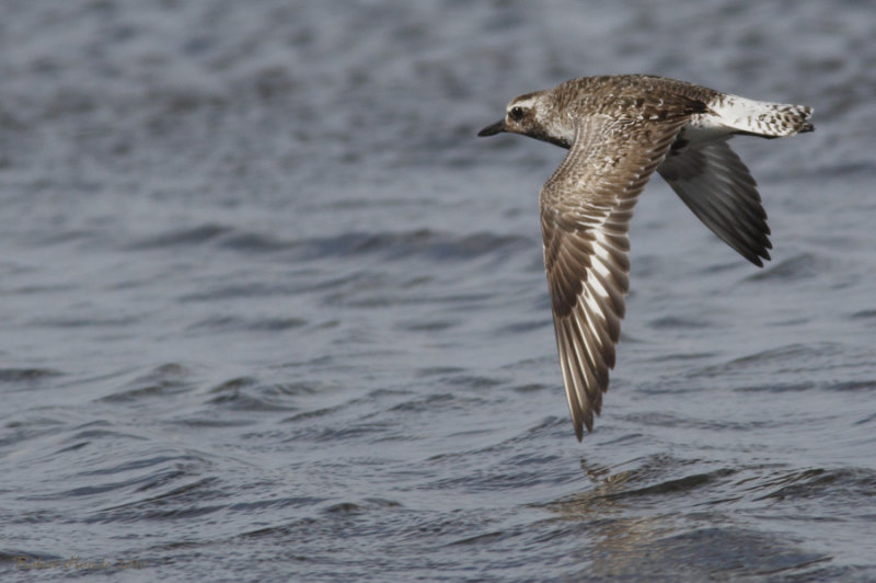 Pluvier argent -- _E5H5500 -- Black-bellied Plover