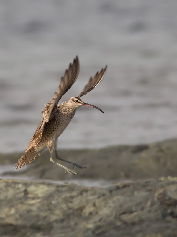 Courlis corlieu -- _E5H4035 -- Whimbrel