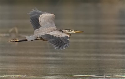 Grand Hron bleu -- _MG_0612 -- Great Blue Heron