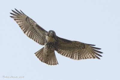 Buse  queue rousse - _MG_1758 - Red-tailed Hawk