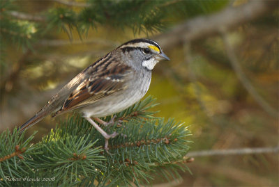 Bruant  gorge blanche -- _MG_1257 -- White-throated Sparrow