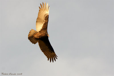 Urubu  tte rouge -- _MG_0704 -- Turkey Vulture