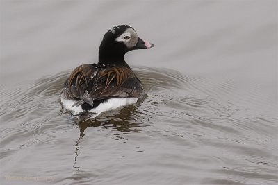 Kakawi -- Canard  longue queue -- Long-tailed Duck -- _MG_1527