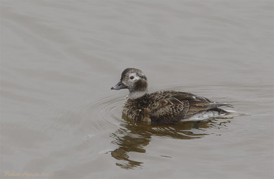 Kakawi -- Canard  longue queue -- Long-tailed Duck -- _MG_1431