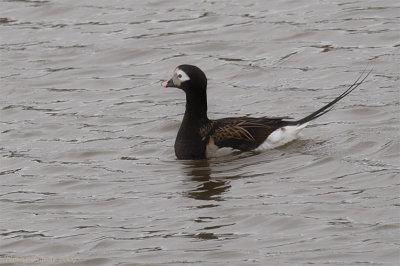 Kakawi -- Canard  longue queue -- _MG_1361 -- Long-tailed Duck