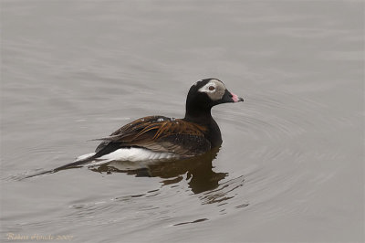 Kakawi -- Canard  longue queue -- Long-tailed Duck -- _MG_1446