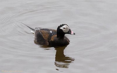 Kakawi -- Canard  longue queue -- _MG_1490 -- Long-tailed Duck