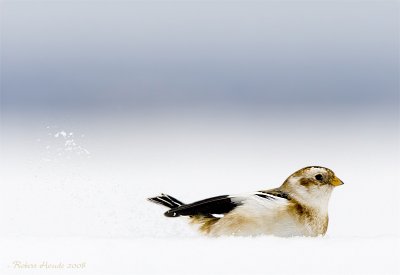 Bruant des neiges - _E0K9073 - Snow Bunting