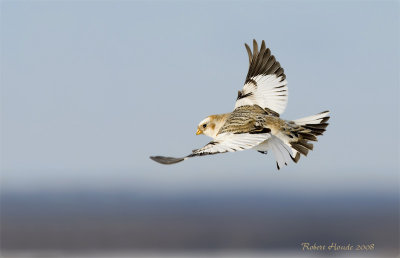 Bruant des neiges - _E0K9805 - Snow Bunting