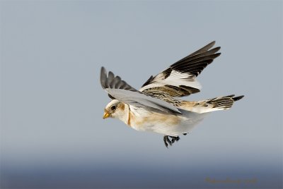 Bruant des neiges - _E0K9804 - Snow Bunting