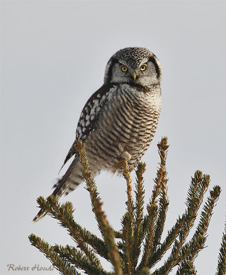 Chouette pervire --_E0K0190 --  Northern Hawk Owl