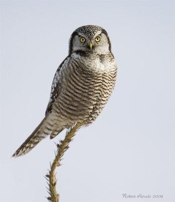 Chouette pervire -- _E0K0144 -- Northern Hawk Owl