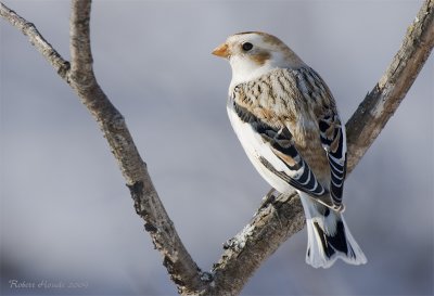 Bruant des neiges -- _MG_5641 -- Snow Bunting