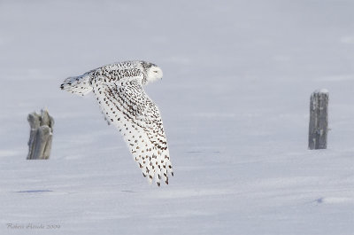 Harfang des neiges -- _E0K0081 -- Snowy Owl