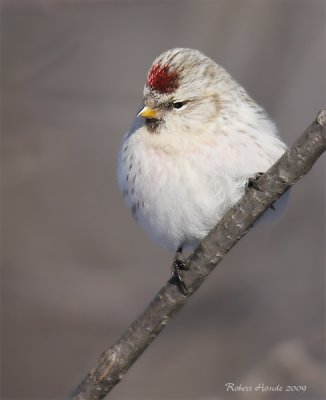 Sizerin blanchtre -- _MG_5432 -- Hoary Redpoll